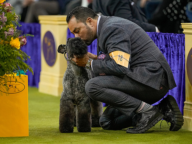 Юбилейное "вестминстерское дог-шоу" в Нью-Йорке. Фоторепортаж 2026 года