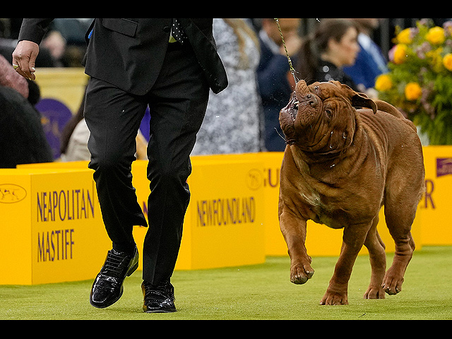 Юбилейное "вестминстерское дог-шоу" в Нью-Йорке. Фоторепортаж 2026 года