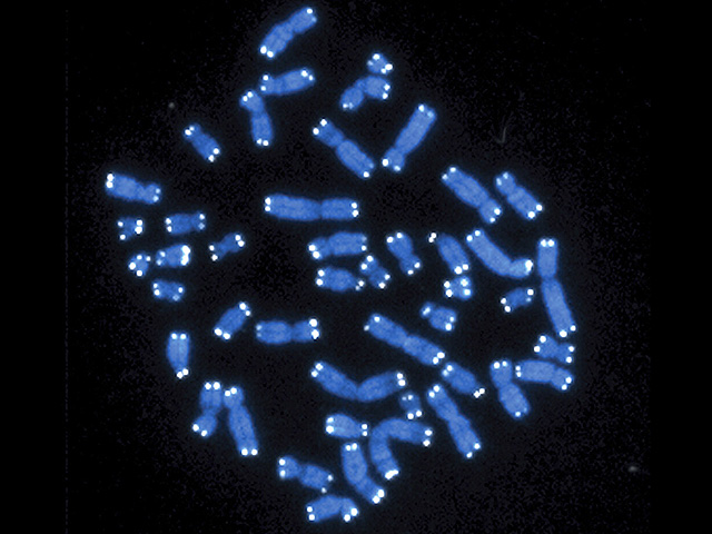 Генетики нашли на Балканах изолированную популяцию, чьи ДНК не менялись со времен "древних эллинов"