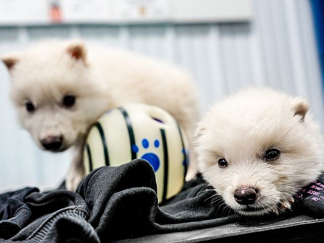 Компания, которая "воскресила" ужасного волка, создает криобанк для исчезающих животных