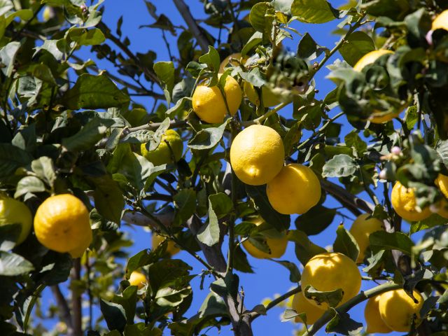 Минсельхоз перехватил зараженные саженцы лимона из Таиланда