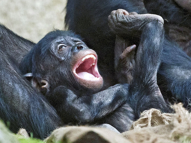 Обезьяны бонобо умеют играть в ролевые игры, подобно детям