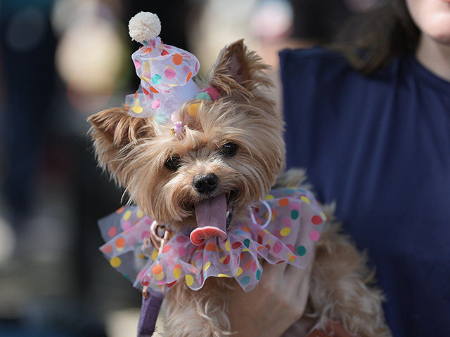 В Рио-де-Жанейро стартовал карнавал: пляжное безумие и собачий фестиваль. Фоторепортаж