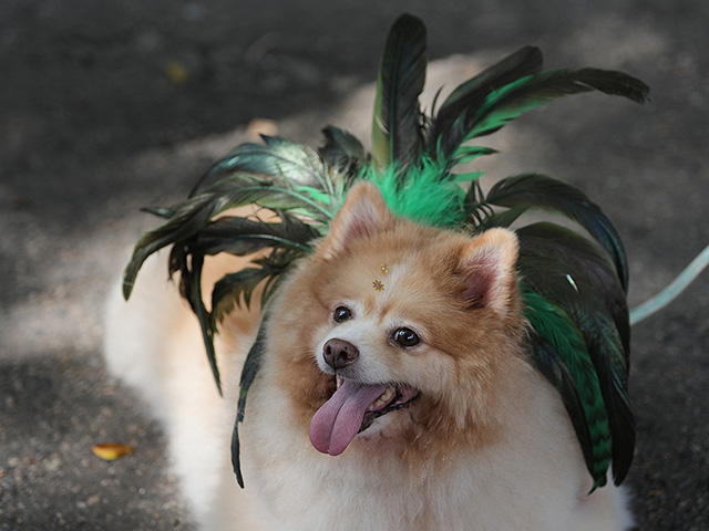 В Рио-де-Жанейро стартовал карнавал: пляжное безумие и собачий фестиваль. Фоторепортаж