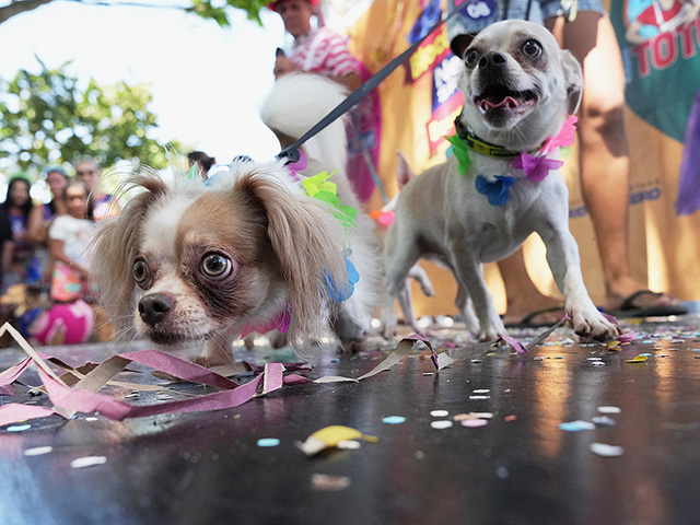 В Рио-де-Жанейро стартовал карнавал: пляжное безумие и собачий фестиваль. Фоторепортаж