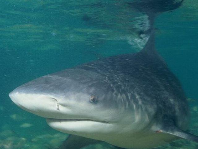 Мужчина, выживший после нападения акулы, рассказал ВВС о том, как это было