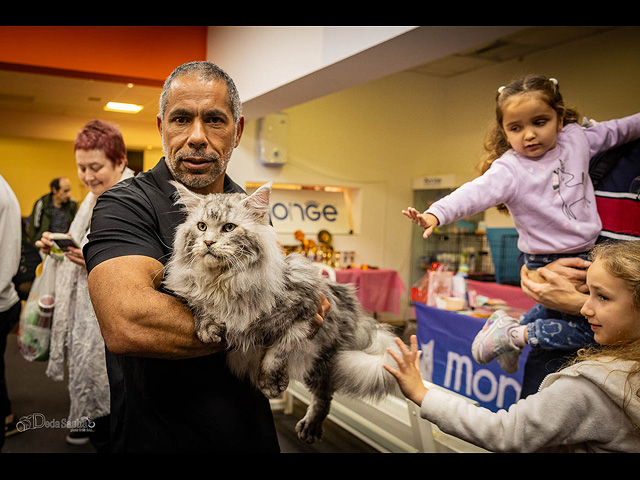 Кошачий конкурс красоты: международная выставка в Израиле. Фоторепортаж
