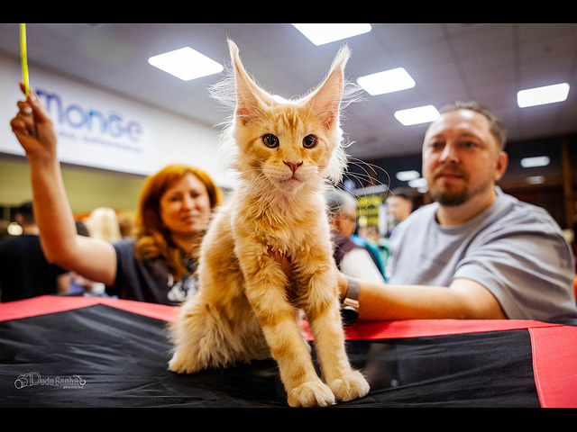 Кошачий конкурс красоты: международная выставка в Израиле. Фоторепортаж