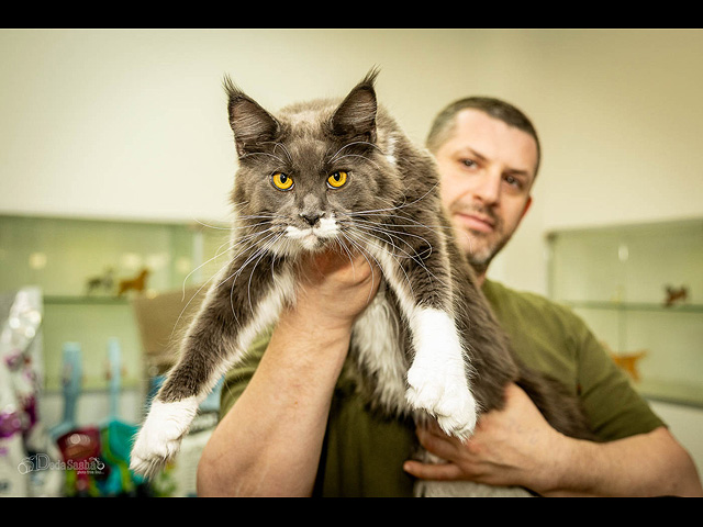Кошачий конкурс красоты: международная выставка в Израиле. Фоторепортаж