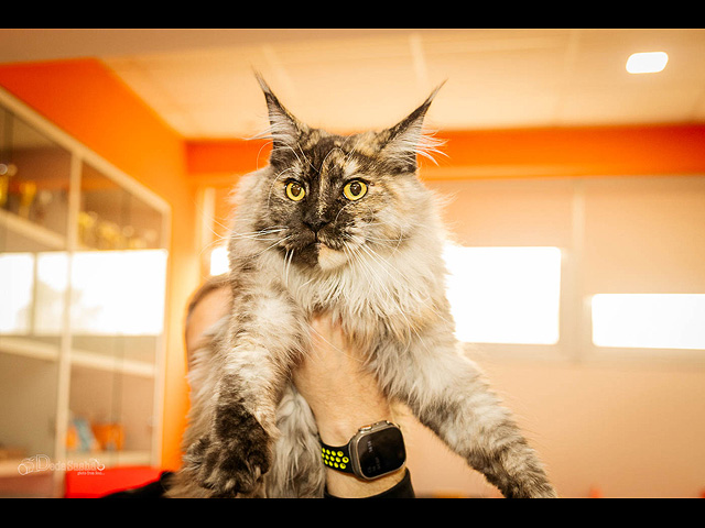 Кошачий конкурс красоты: международная выставка в Израиле. Фоторепортаж