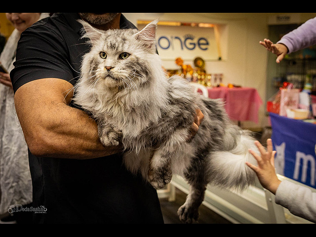 Кошачий конкурс красоты: международная выставка в Израиле. Фоторепортаж