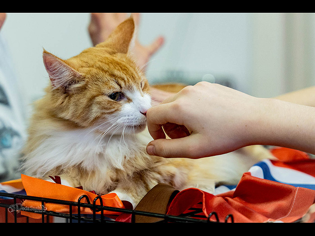 Кошачий конкурс красоты: международная выставка в Израиле. Фоторепортаж