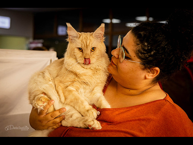 Кошачий конкурс красоты: международная выставка в Израиле. Фоторепортаж