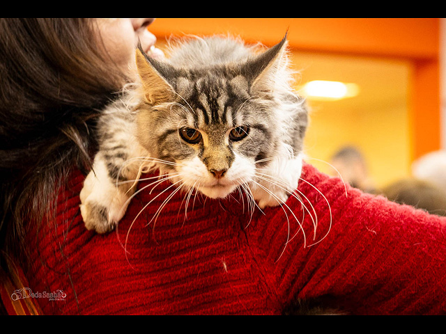 Кошачий конкурс красоты: международная выставка в Израиле. Фоторепортаж