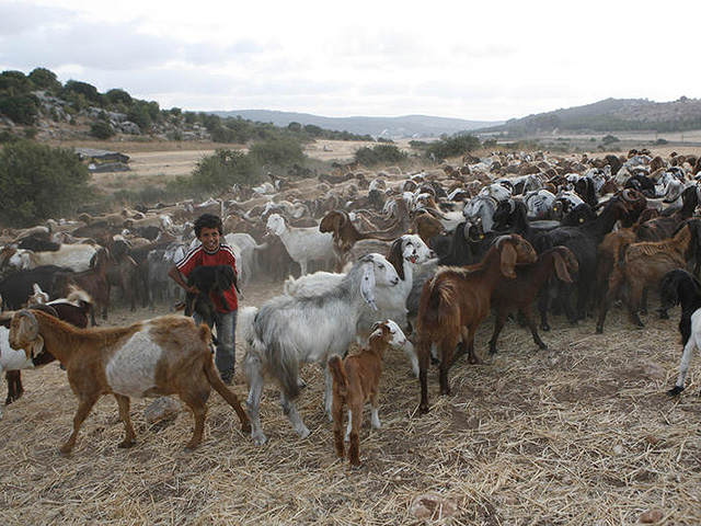 Палестинские источники сообщают о нападении на арабскую деревню Михмас