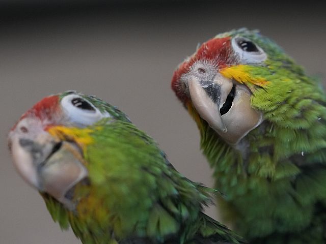 Амазонские попугаи с желтым затылком (Amazona auropalliata)
