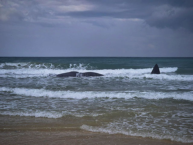 На пляж Зиким море выбросило тушу кашалота: это восьмой с начала исследований в Израиле