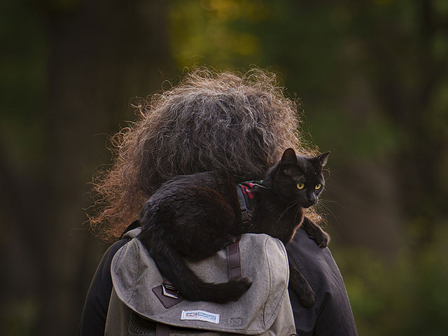 Домашние кошки имеют общие с людьми ключевые гены, вызывающие рак