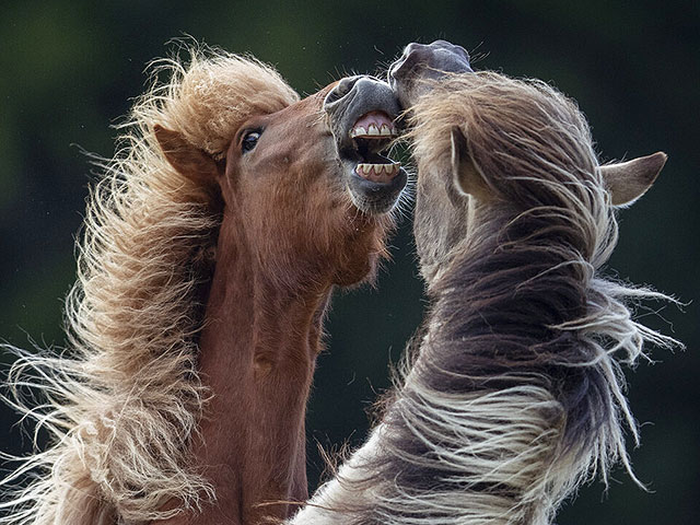 Исследование показало, что секрет ржания лошади кроется в "пении и свисте"