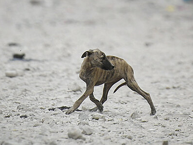 Бешенство в Рош а-Аине: 14 контактировавших с больной собакой направлены на лечение