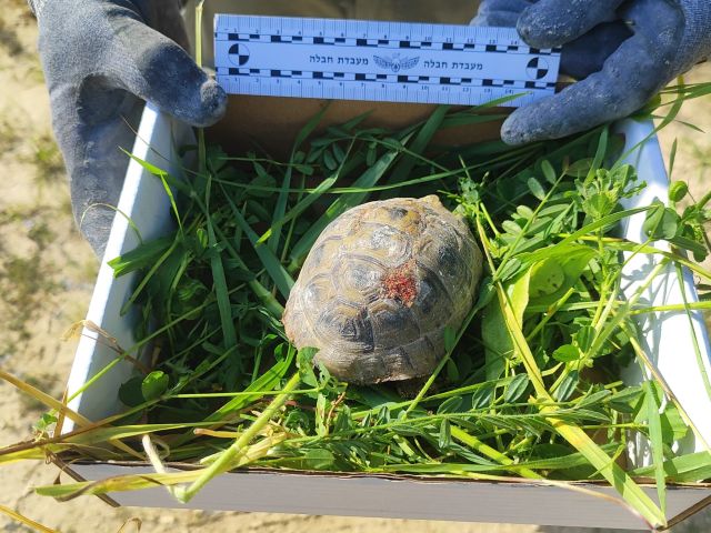 Иерусалимские саперы спасли черепаху, пострадавшую от ракетного обстрела из Ирана