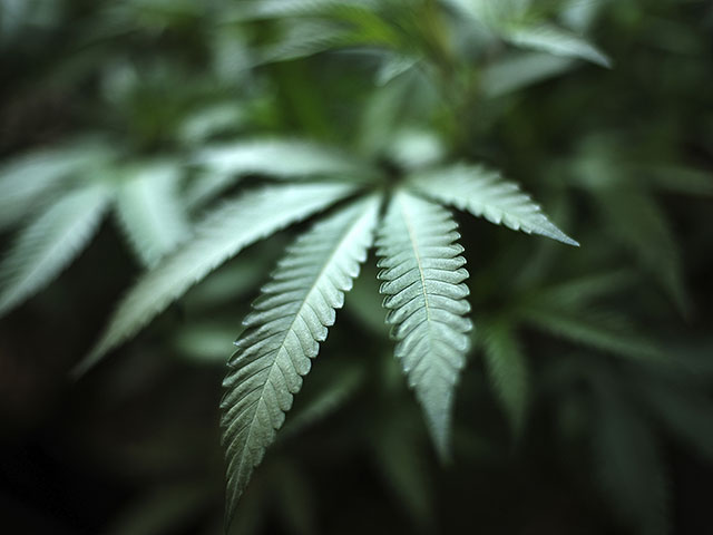 Соединения каннабиса показывают сильные результаты в борьбе с болезнью печени
