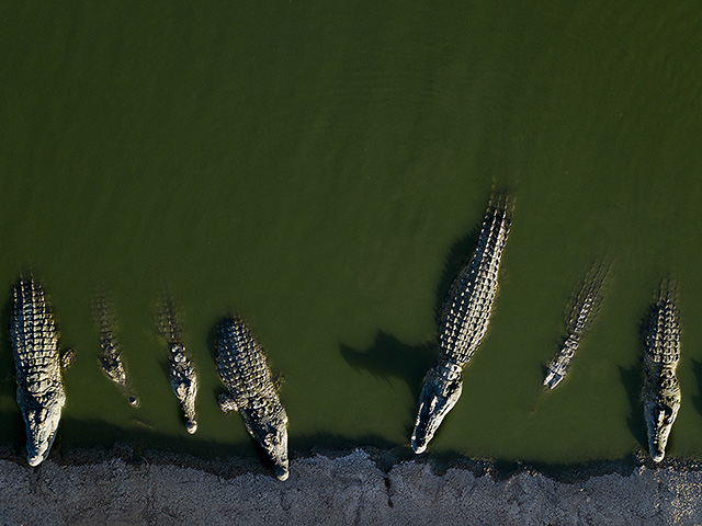 Владелец крокодильей фермы в Пацаэле требует от государства 53 млн шекелей за убитых крокодилов

