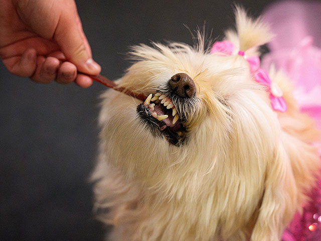 Выставка PetExpo Romania 2026. Фоторепортаж