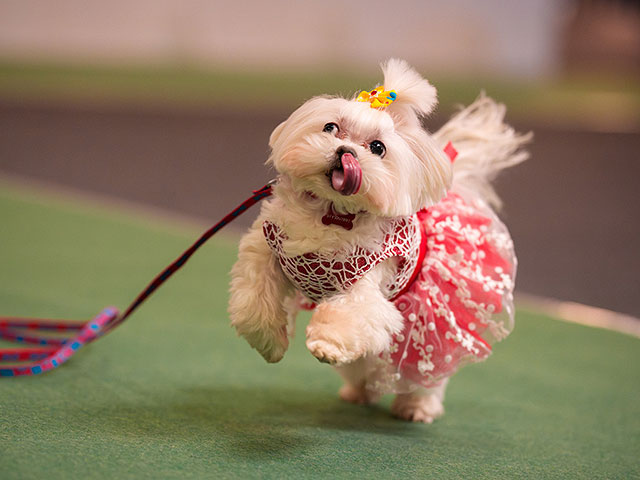 Выставка PetExpo Romania 2026. Фоторепортаж