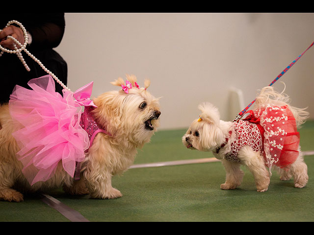 Выставка PetExpo Romania 2026. Фоторепортаж