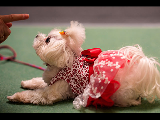 Выставка PetExpo Romania 2026. Фоторепортаж