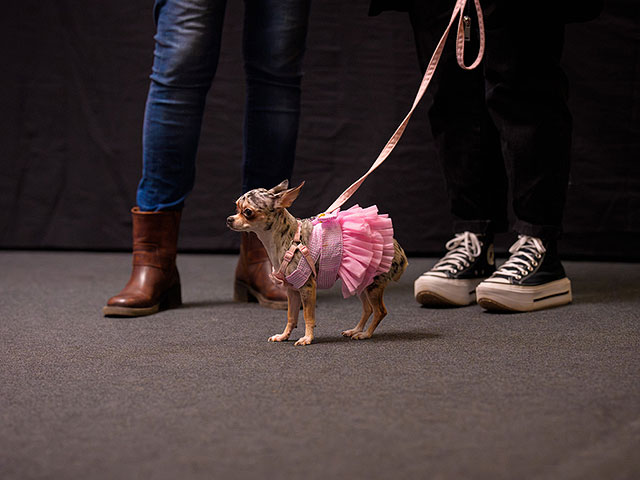 Выставка PetExpo Romania 2026. Фоторепортаж