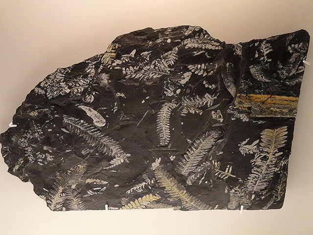 Ученые раскрыли "тайную" логику, 300 миллионов лет определяющую эволюцию растений