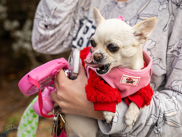 На месте падения ракеты в Ришон ле-Ционе. Фоторепортаж