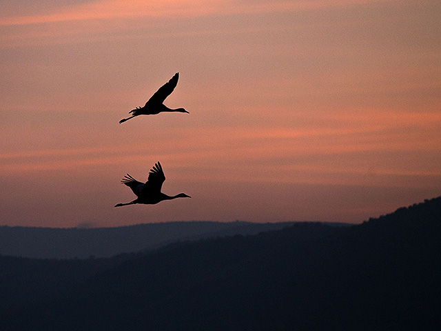 Дорожный шум делает непригодными для гнездования птиц почти половину  Израиля