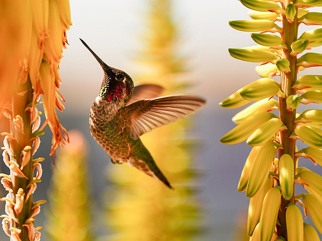 Ученые обнаружили, что колибри пьют алкоголь