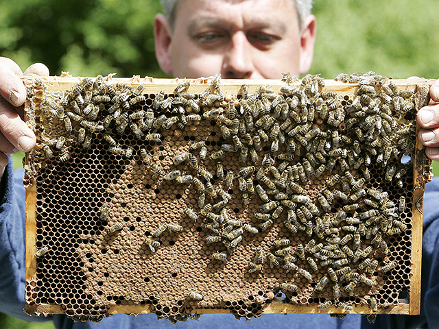 Пчелы лучше танцуют перед публикой