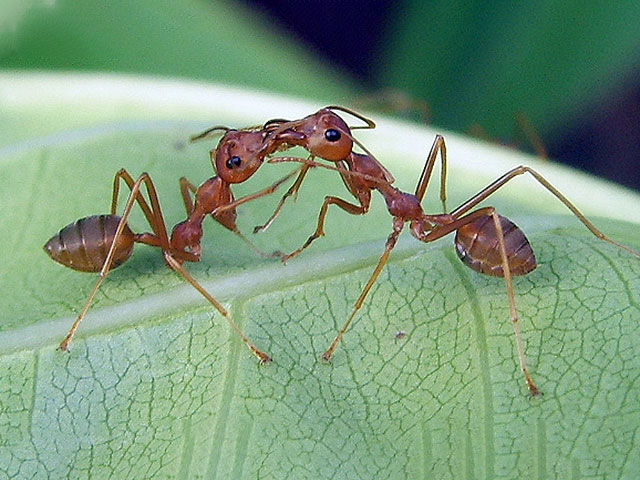 Израильские ученые описали коллективную архитектурную логику муравьев-ткачей