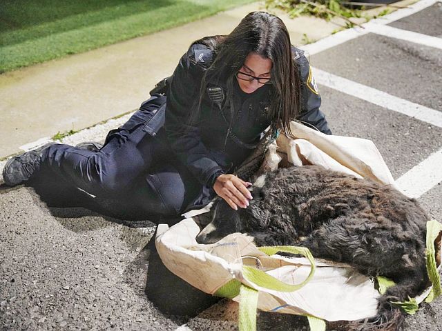 В Тверии похитили собаку, ее нашли в лесу раненой и обессиленной
