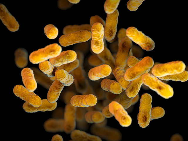 Израильские ученые показали, как бактерии подавляют защиту организма