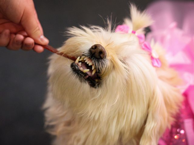 В Бразилии принят закон о совместной опеке над домашними животными