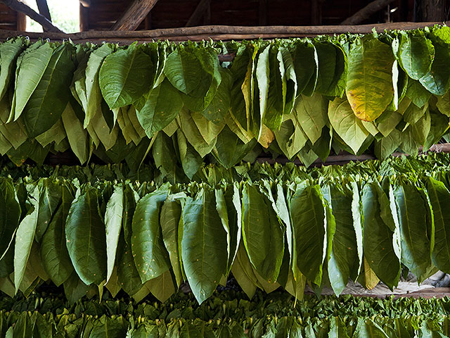 В Израиле создали растение, производящее одновременно 5 разных психоделических веществ