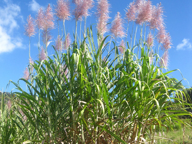 Искусственная слюна из белка сахарного тростника, защищает зубы от кислоты и кариеса