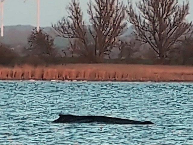 Горбатый кит по кличке Тимми
