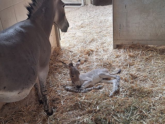 Во время войны в рамат-ганском "Сафари" родился детеныш африканского дикого осла