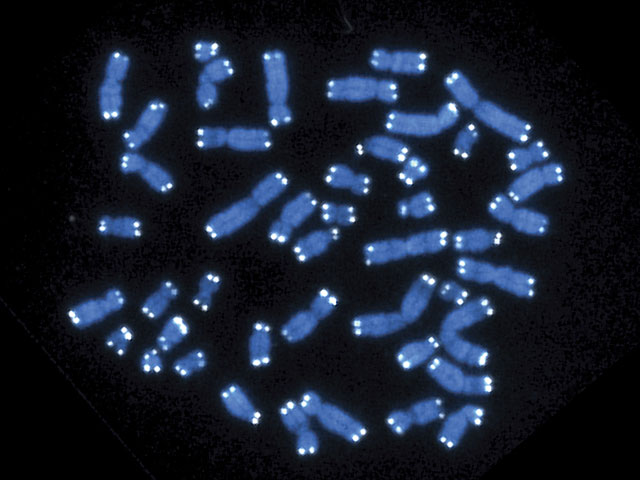 Всего одна "опечатка" в ДНК может сделать самку самцом. Исследование израильских ученых