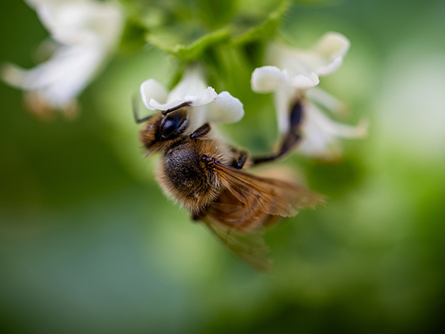 Торговый центр в Нетивоте "атаковали" полчища пчел