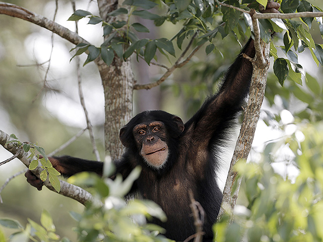 Шимпанзе ведут "гражданскую войну", в которой две группы совершают скоординированные нападения