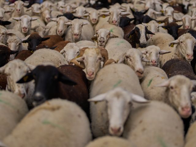 Во Франции предстанет перед судом афганец, подозреваемый в сексуализированном насилии над овцами