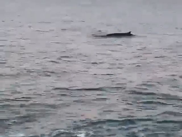 Около Ашдода замечен кит. Специалисты уточняют его вид
